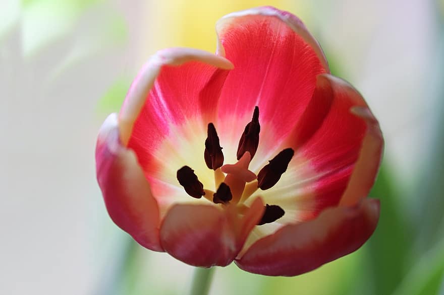 tulp, roze tulp, roze bloem, tuin-, natuur, bloesem, bloeien, de lente, bloemblaadjes, rubberen stempel, meeldraden