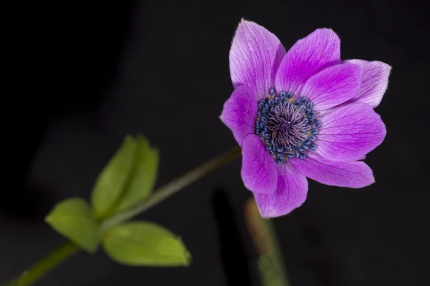 квітка, пурпурна квітка, фіолетові пелюстки, природи, цвітіння, флора