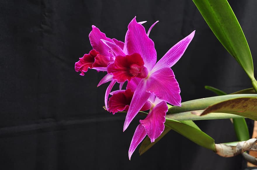 Laelia, orkideer, blomster, anlegg, laelia purpurata, Lillabeiset Laelia, Cattleya, petals, blomst, natur