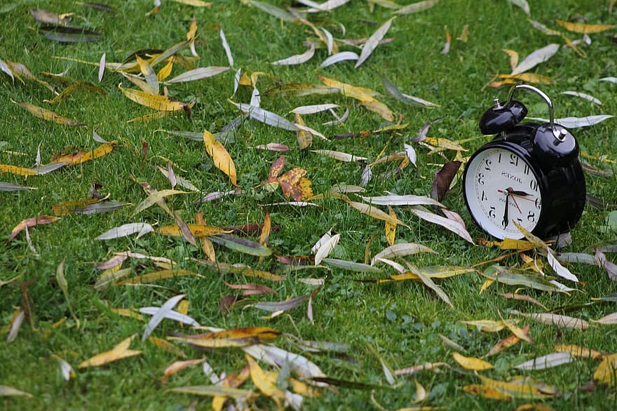 klokke, tid, høst, blader, natur, årstid, falle, timepiece