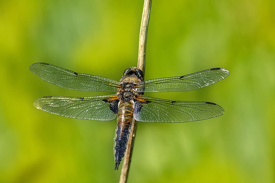 Dragonfly, Winged, Insect, Dragonfly Wings, Four-spotted Chaser, Four-spotted Skimmer, Libellula Quadrimaculata, Animal World, Wildlife, Stem, Plant
