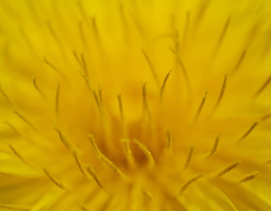 tanaman liar berbunga kuning cerah, bunga, benang sari, bunga kuning, kelopak, kelopak kuning, berkembang, mekar, alam, Latar Belakang, merapatkan