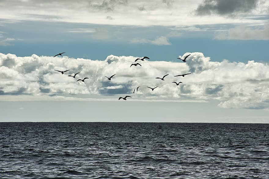 zeegezicht, zee, vogelstand, meeuwen, zeevogels, vliegend, oceaan, water, bewolkte lucht, horizon, landschap