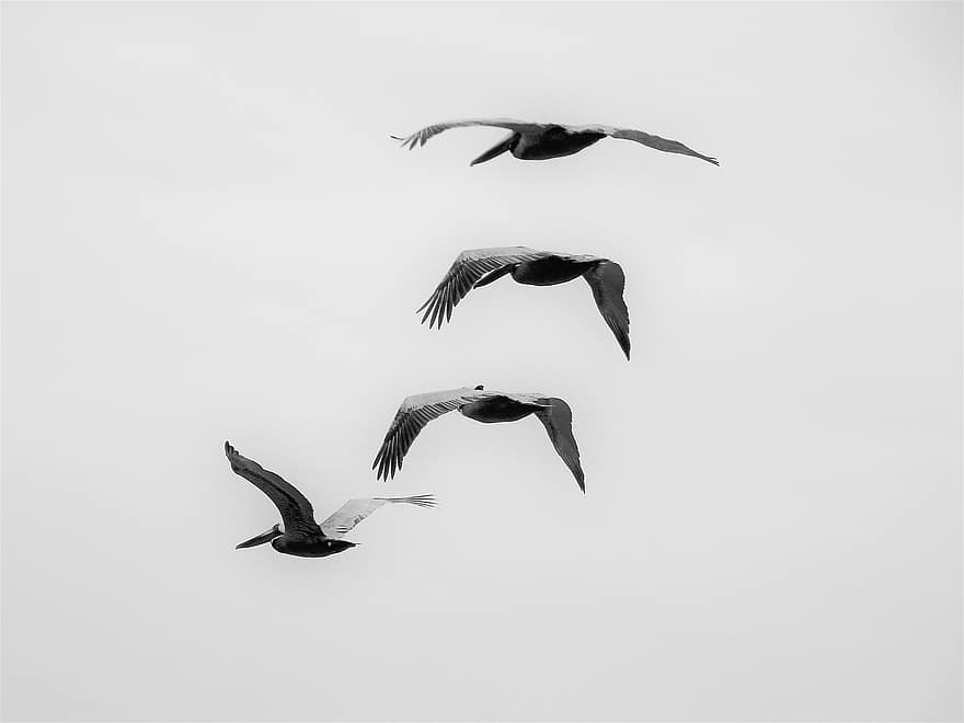pelicanos, passarinhos, vôo, céu, animais, animais selvagens, asas, penas, plumagem