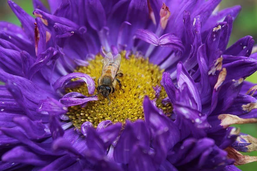 honningbi, bi, blomst, aster, insekt, bestøvning, lilla blomst, plante, natur