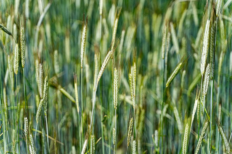 поле, пшеница, зерно, луг, питание, природа, сельское хозяйство, завод, ферма, летом, рост