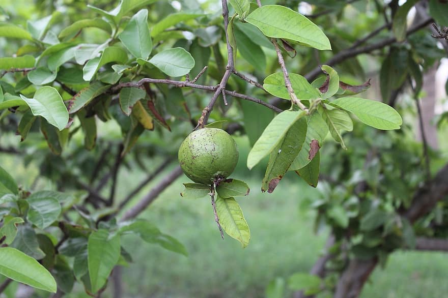 augļi, guava, bioloģiski, koks