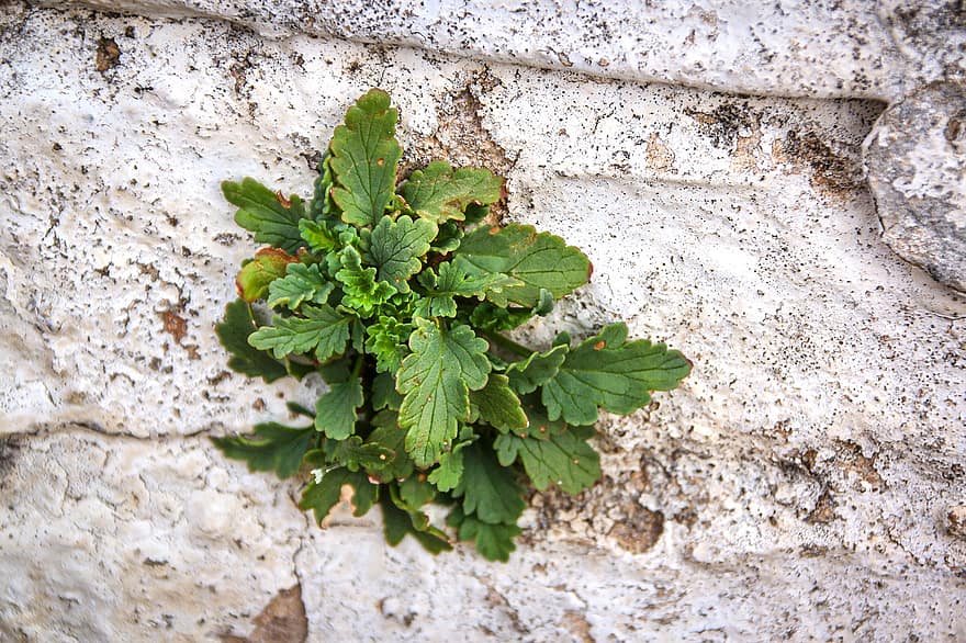 стенен цвете, силен, растеж, растение, камък, бял, зелен, стена, каменна стена, природа, сила