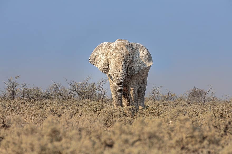 Āfrikas zilonis, zilonis, pachyderm, elephantidae, loxodonta africana, dzīvnieku, safari, savvaļas dzīvnieki, etosha nacionālais parks, zīdītāju, Namībija