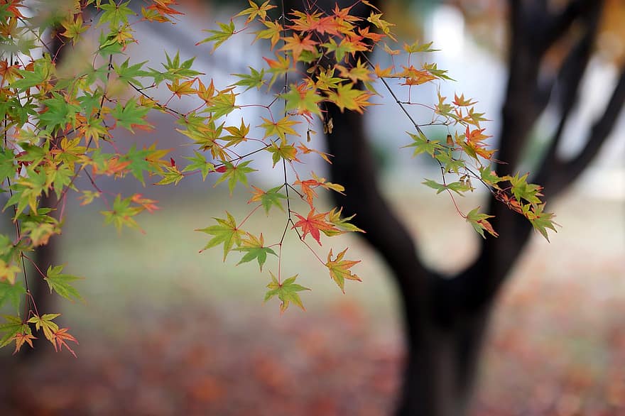 musim gugur, Daun-daun, pohon maple, dedaunan, dedaunan musim gugur, jatuh dedaunan, daun jatuh