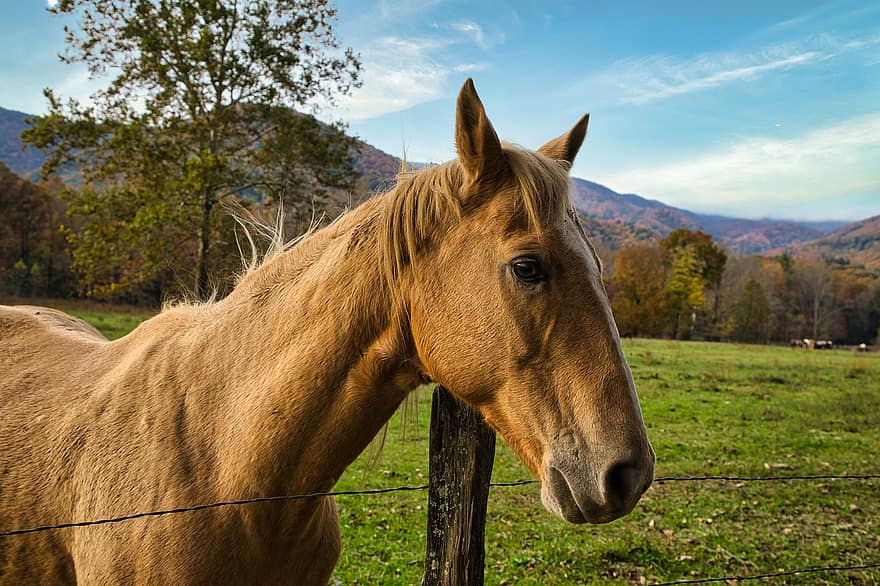 лошадь, животное, лошадиный, голова, портрет, наездник, ферма, животноводческая ферма, фермерский двор, коричневая лошадь, живая природа