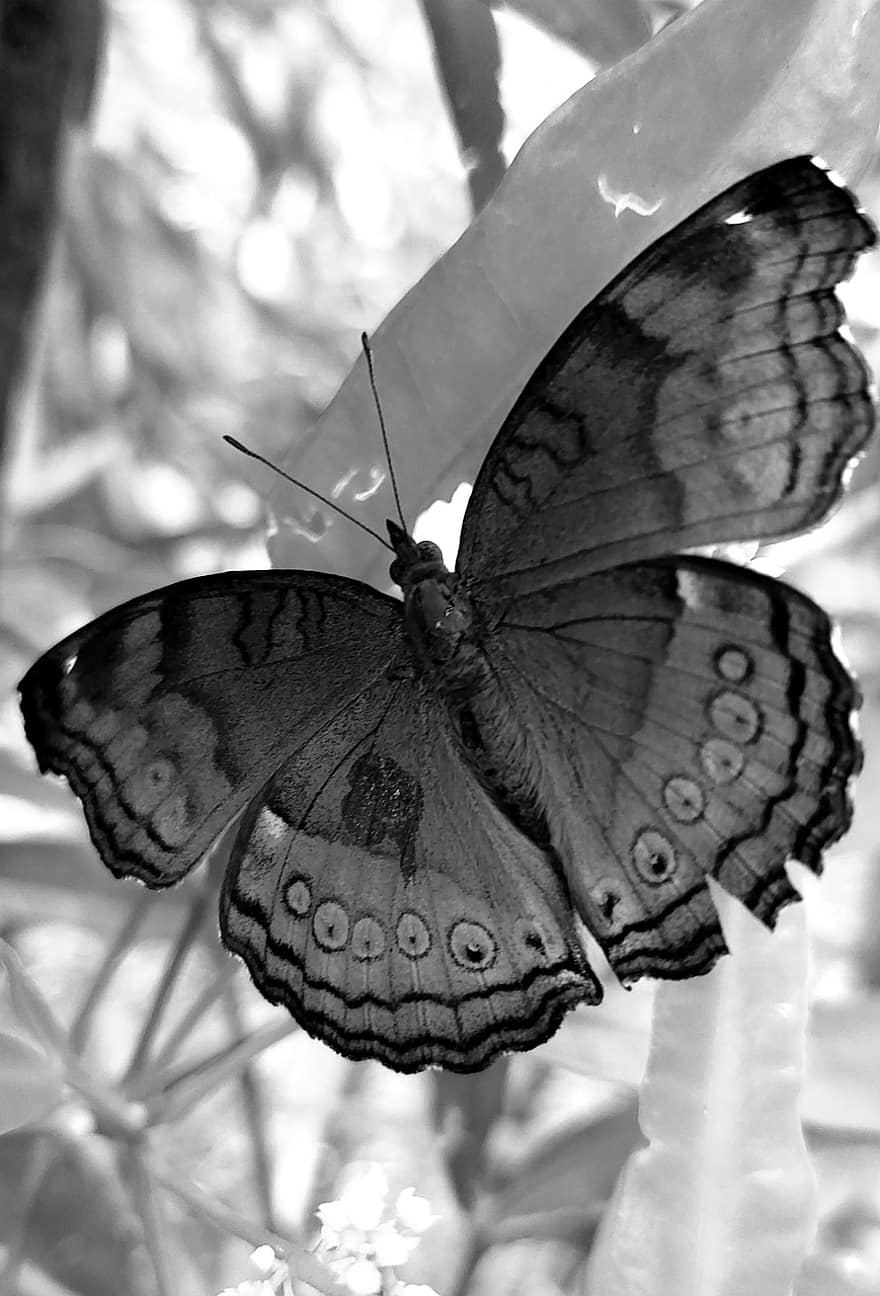 भूरी पैंसी तितली, तितली, कीट, जूनोनिया हेडोनिया, भूरा सैनिक तितली, पंख, प्रकृति, मैक्रो, काला और सफेद, क्लोज़ अप, पशु का पंख