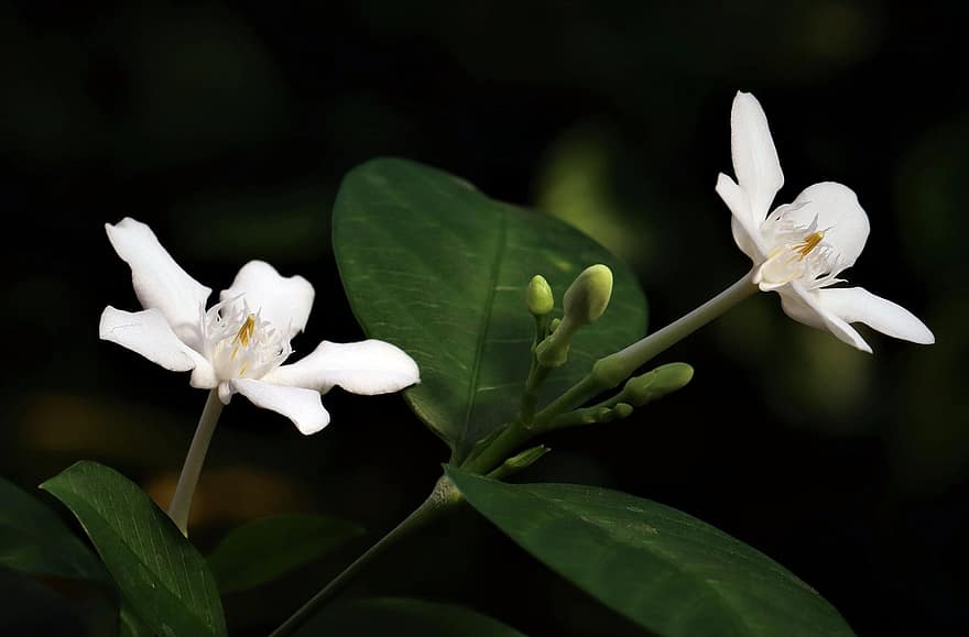 jasmines, những bông hoa, những bông hoa trắng, cánh hoa, cánh hoa trắng, hoa, hệ thực vật, thơm