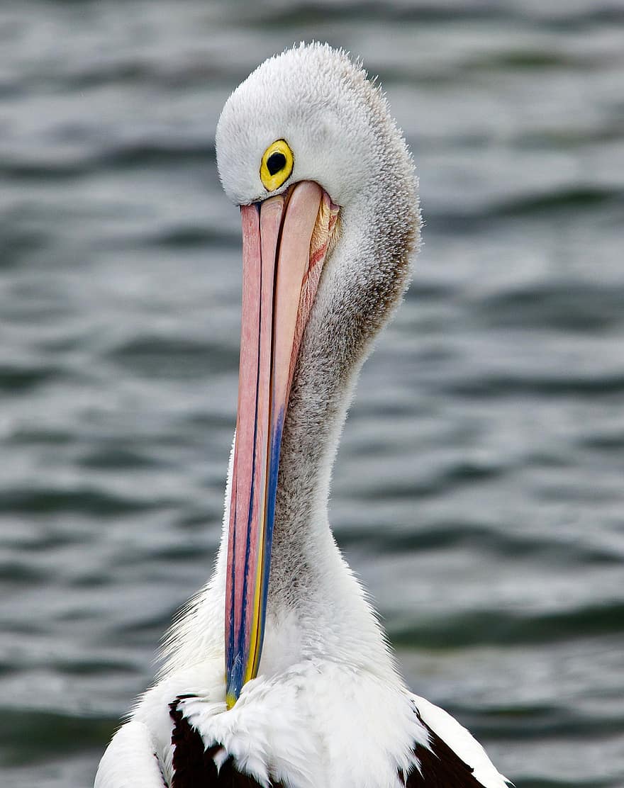 pelikán, pták, zobák, peří, ptačí, Pírko, zvířata ve volné přírodě, voda, detail, modrý, zvířecí oko