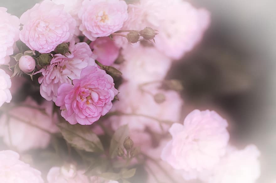 장미, 꽃들, 핑크 장미, 장미 꽃, 꽃잎, 장미 꽃잎, 꽃 장식, 꽃, 플로라