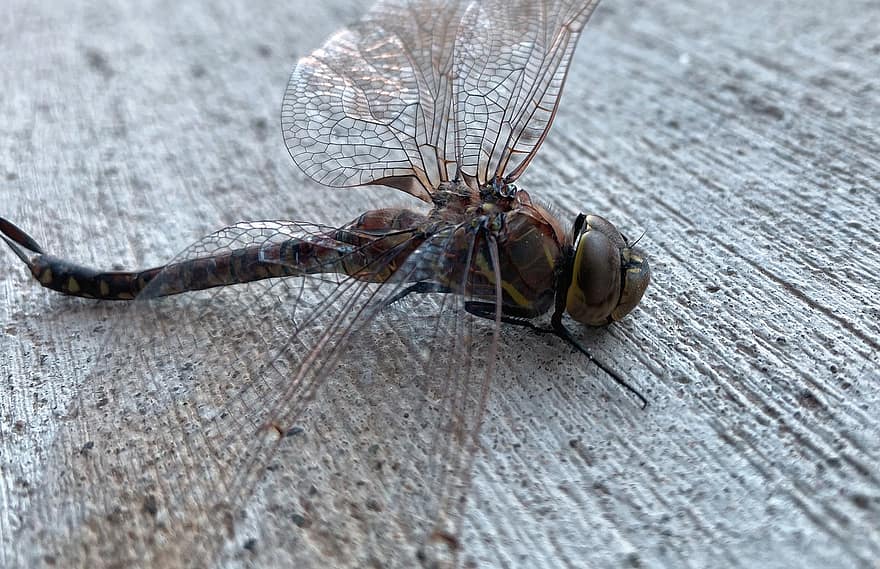 dragonfly, insekt, bug, natur, vinge, dyr, insekter, sommer, vinger, øyenstikkere