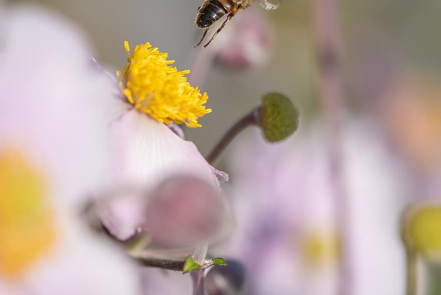 japansk anemone, hage, Bie, pollinering, blomster, blomstre, insekt, natur