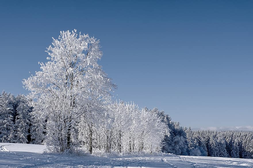 зима, ліс, ялини, хвойні, дерева, мороз, холодний, сніг, сніговий, зимовий, сніговий пейзаж