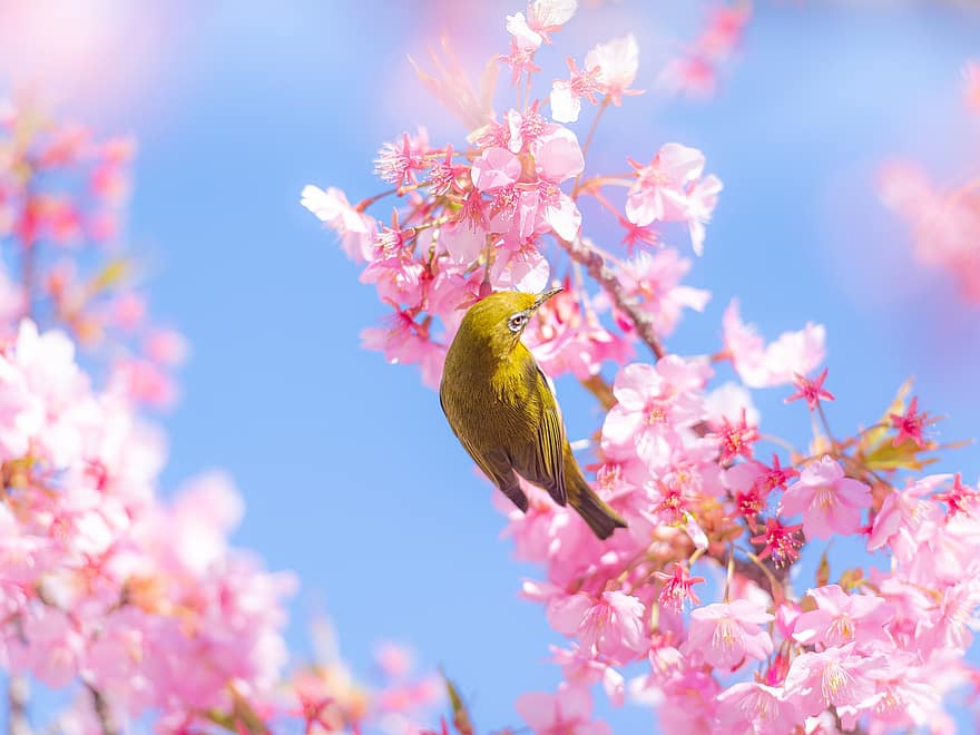 las flores, pájaro, flor de cerezo, rama, Flores rosadas, sakura, primavera