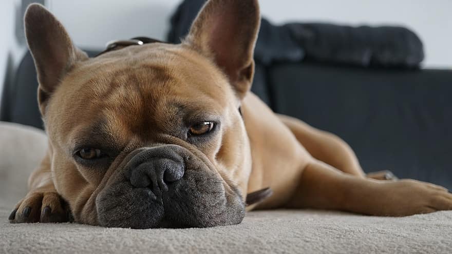 fransk bulldog, hund, trött, kuscheldecke, på soffan, sova, ha sönder, avslappnad, djur-, lojal vän, familjemedlem