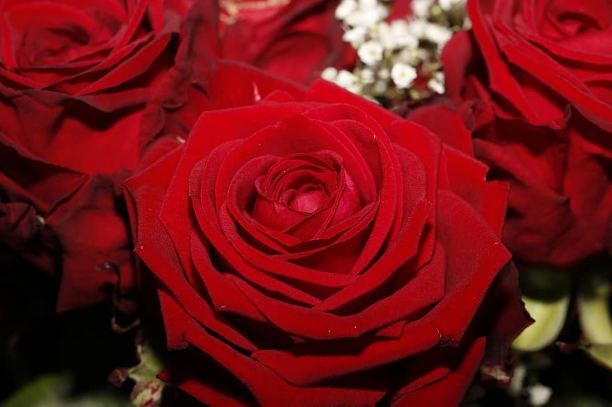 Rose, Blume, Pflanze, rote Rose, rote Blume, Blütenblätter, blühen, Natur
