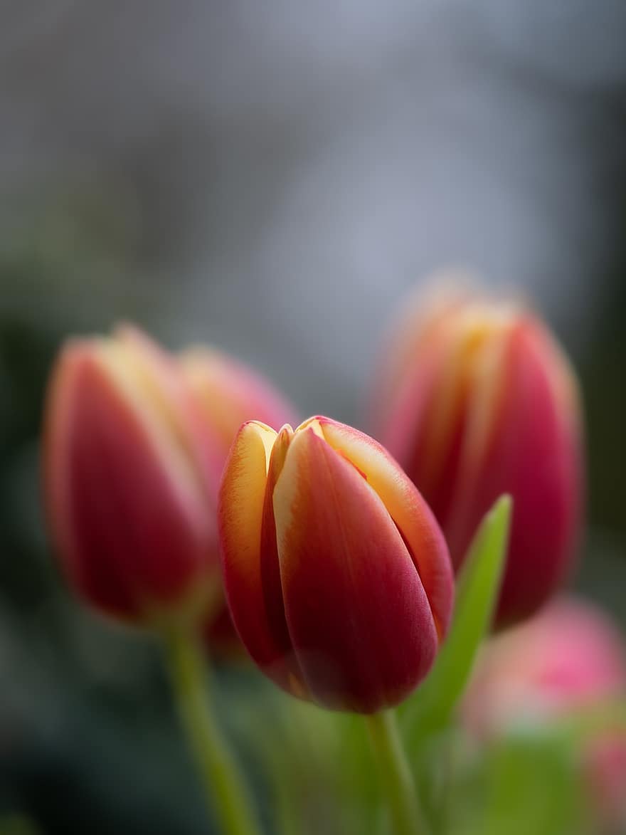 tulipány, květiny, zahrada, červené tulipány, okvětní lístky, červené okvětní lístky, kvetoucí, jarní květiny, zblízka, flóra, rostlina