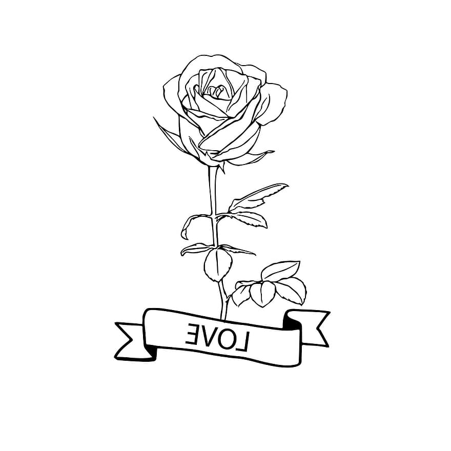 Rose, amour, griffonnage, dessiné à la main, fleur, plante, Floraison, dessin au trait, esquisser