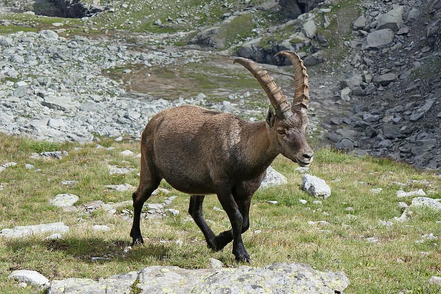 ibex, dê rừng, alps, động vật nhai lại, có sừng, con dê, động vật hoang dã, núi, cỏ, chăn thả, núi cao ibex