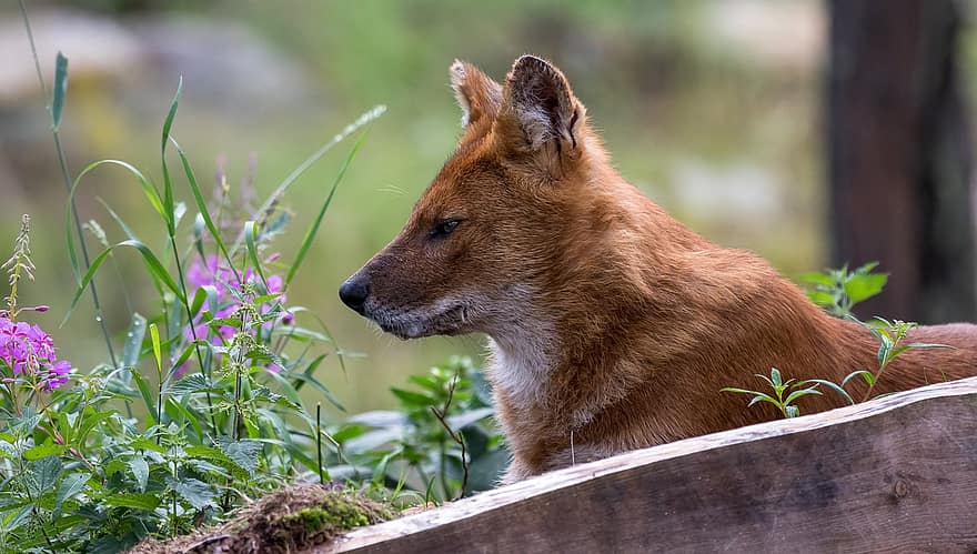 Mountain Wolf, dhole, Ασιατικός άγριος σκύλος, θηλαστικός, ζώο, Ζωολογικός Κήπος Ranua, Φινλανδία, σκύλος, τα κατοικίδια ζώα, χαριτωμένος, κυνικός