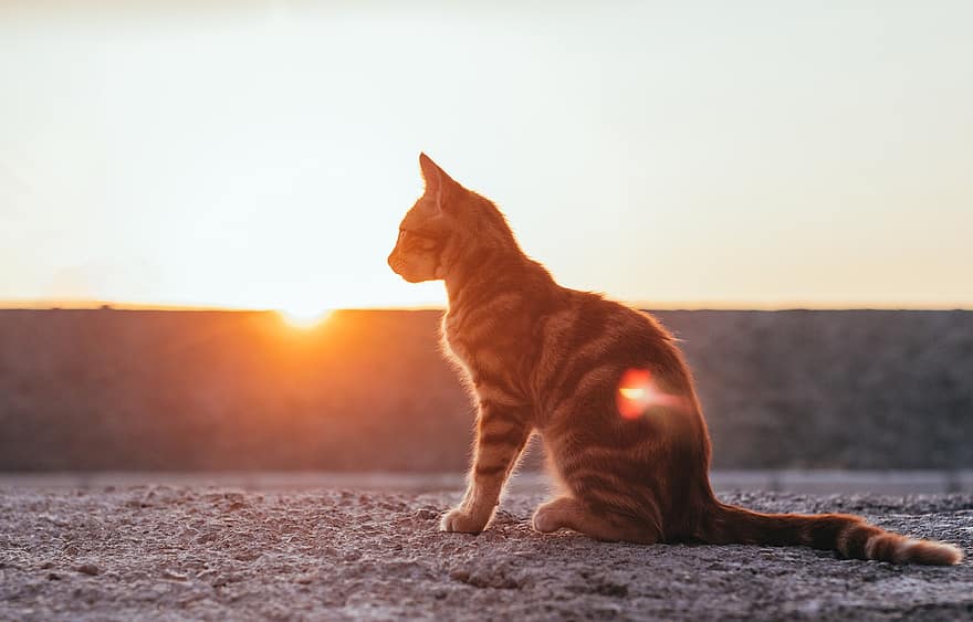 kočka, západ slunce, slunce