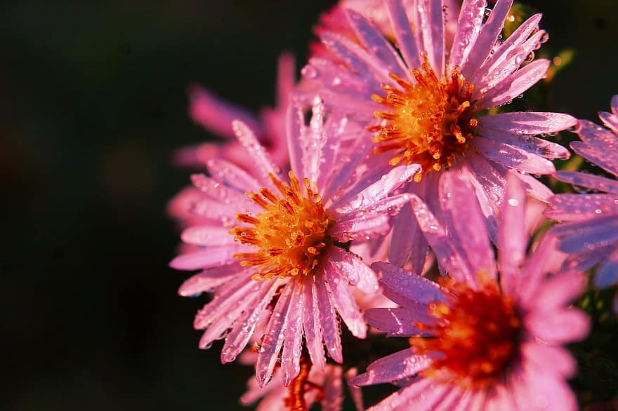 New England Aster, rosa blomster, duggdråper, nærbilde, natur, blomst, anlegg, sommer, petal, utendørs, skjønnhet i naturen