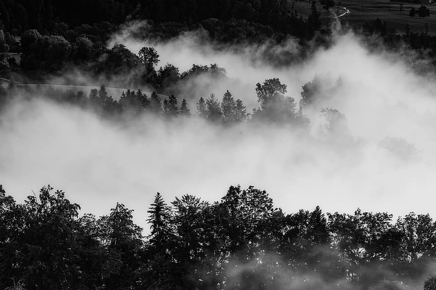 drzewa, mgła, zamglenie, mistyczny, tajemniczy