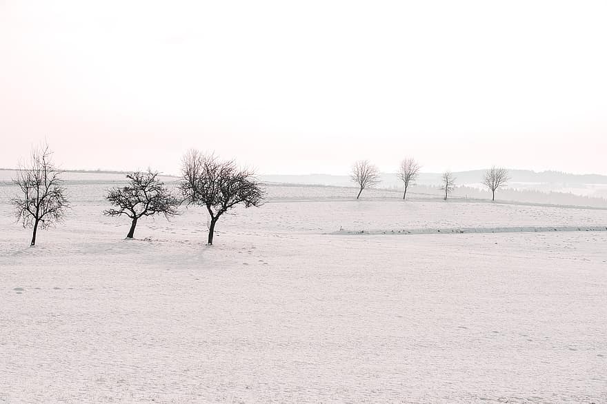 пейзаж, поле, дървета, сняг, бял, зима, неприветлив, природа