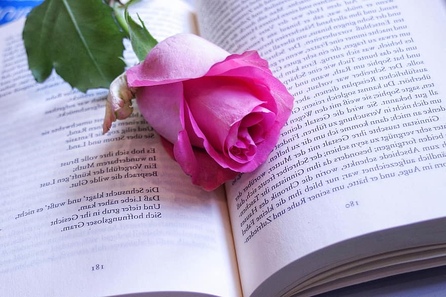 książka, Róża, miłość, Uwaga, romans, płatek, papier, projekt, tekst, czytać, Natura