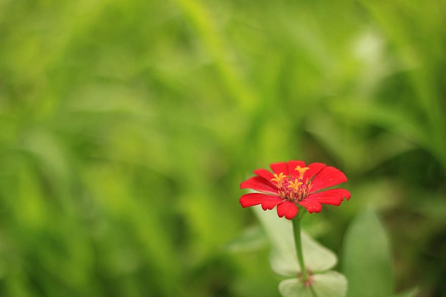 Кхмерский цветок, завод, природа, цветок, цветение, цвести, ботаника
