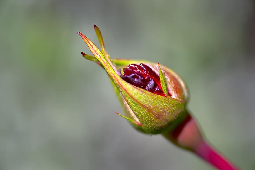 Rosebud, Rose, Bud, Coming Soon, Burst, Flower, Nature