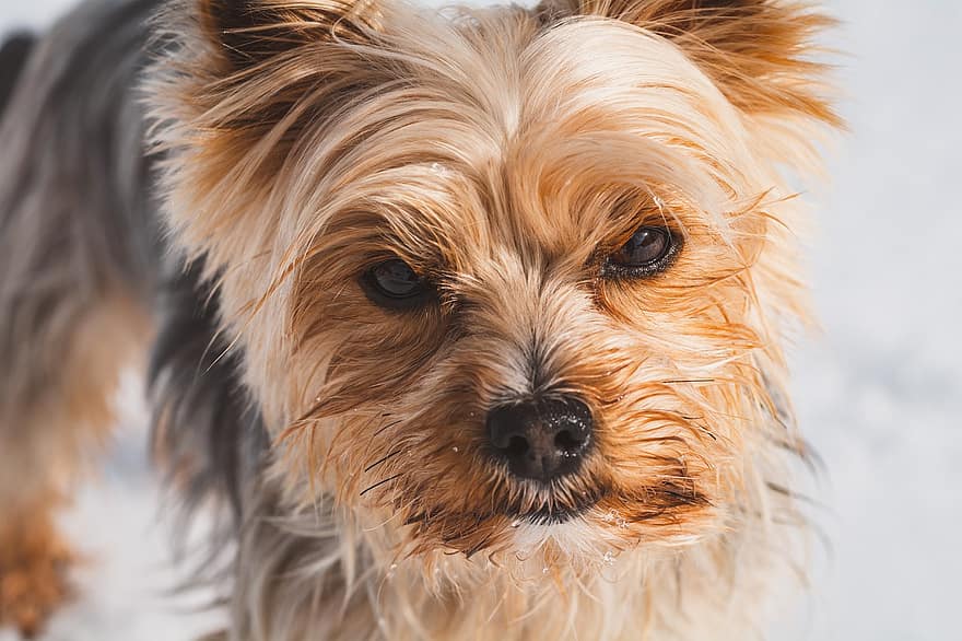 Yorkshire Terrier, câine, animal de companie, canin, animal, blană, bot, mamifer, portret de câine, lumea animalelor, iarnă