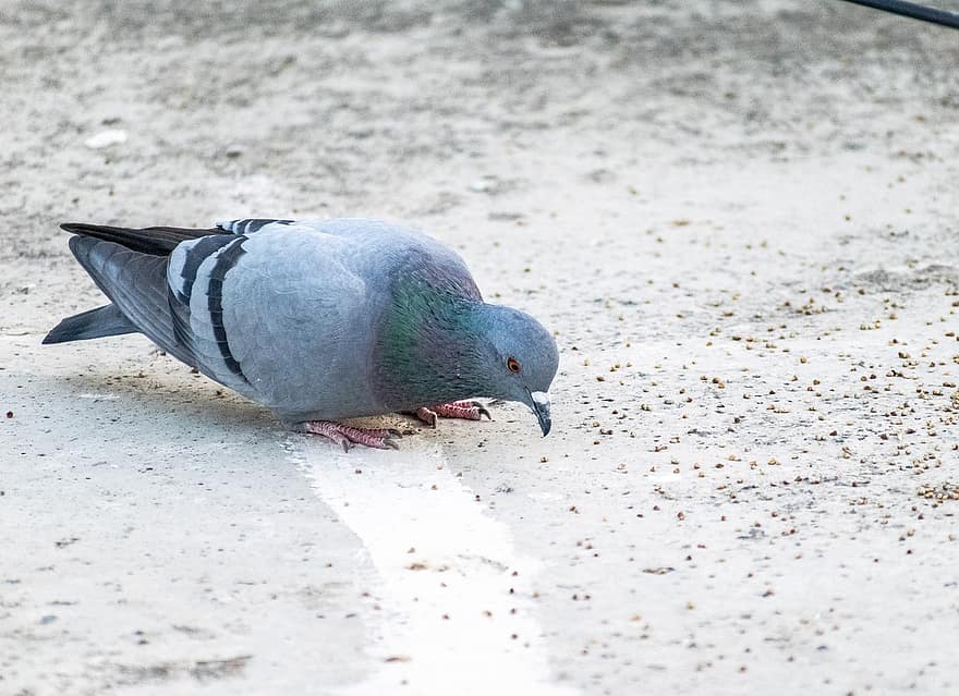 Pigeon, Bird, Feeding, Dove, Animal, Beak, Plumage