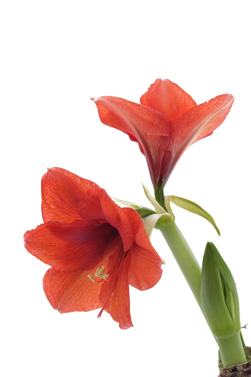 amaryllis, fleurs, fleurs rouges, fleurs en floraison, amaryllidaceae, hippeastrum