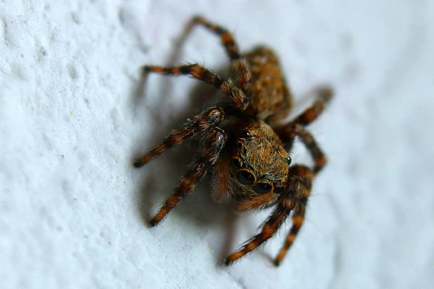 edderkopp, liten, giftig, crawl, farlig