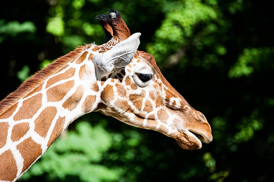 girafa, Àfrica, retrat, coll, mamífer, animal, safari, naturalesa, vida salvatge, africà, alt