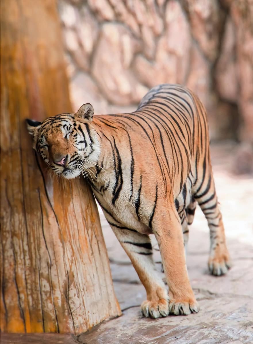 Tygrys, duży kot, zwierzę, ssak, panthera, dzikie zwierze, dzikiej przyrody, fauna, Tygrys bengalski, w paski, nieudomowiony kot