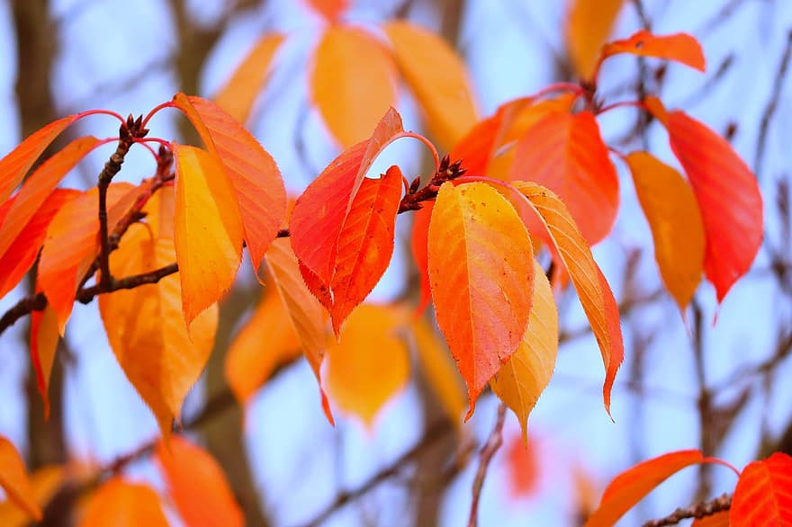 Blätter, Natur, fallen, Jahreszeit, Ast, Baum, Orange, braun