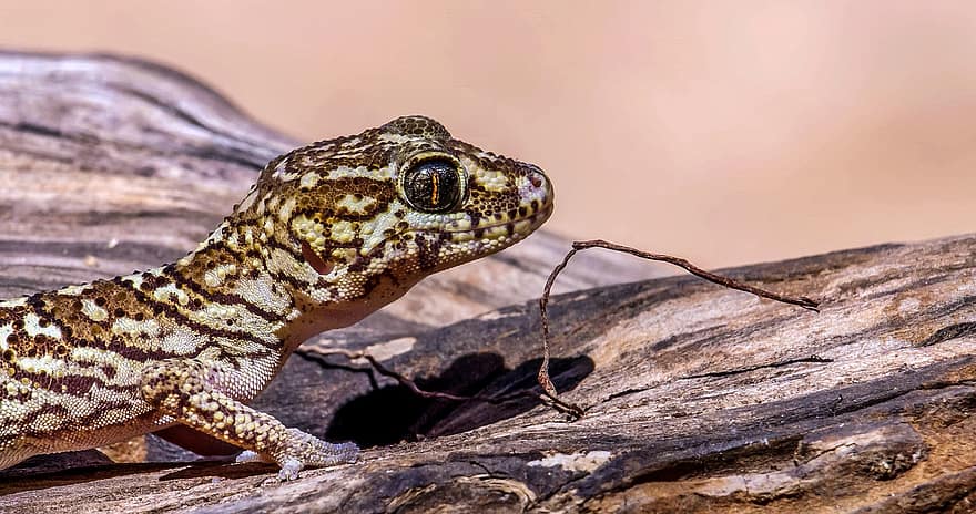 gecko, ropliai, gyvūnas, Ocelotas Gecko, Madagaskaro žemės Gecko, laukinės gamtos, fauna, dykumoje