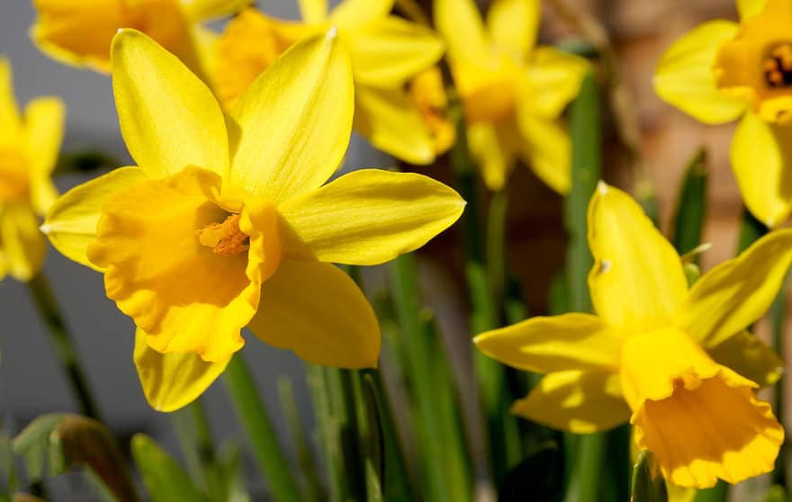 Osterglocken, gelbe Blumen, Garten, Blumen, Frühling, Gelb, Blume, Nahansicht, Pflanze, Blütenkopf, Sommer-