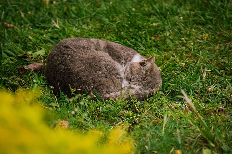 kucing, membelai, tertidur, menyimpang, hewan, lokal, licik, mamalia, imut, sedang tidur, halaman rumput