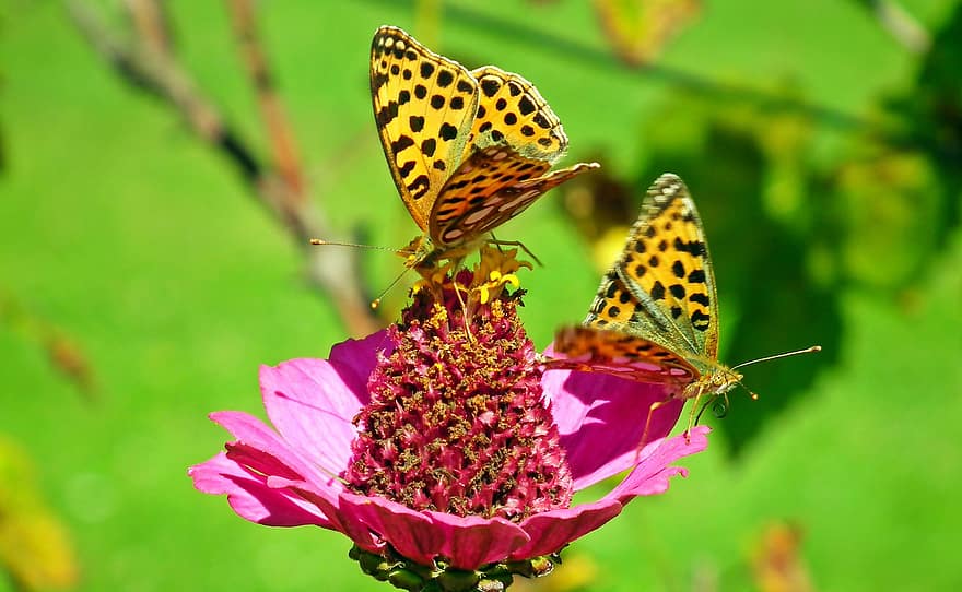 метелики, квітка, цинія, пелюстки, комахи, крила, природи, цвітіння, барвисті