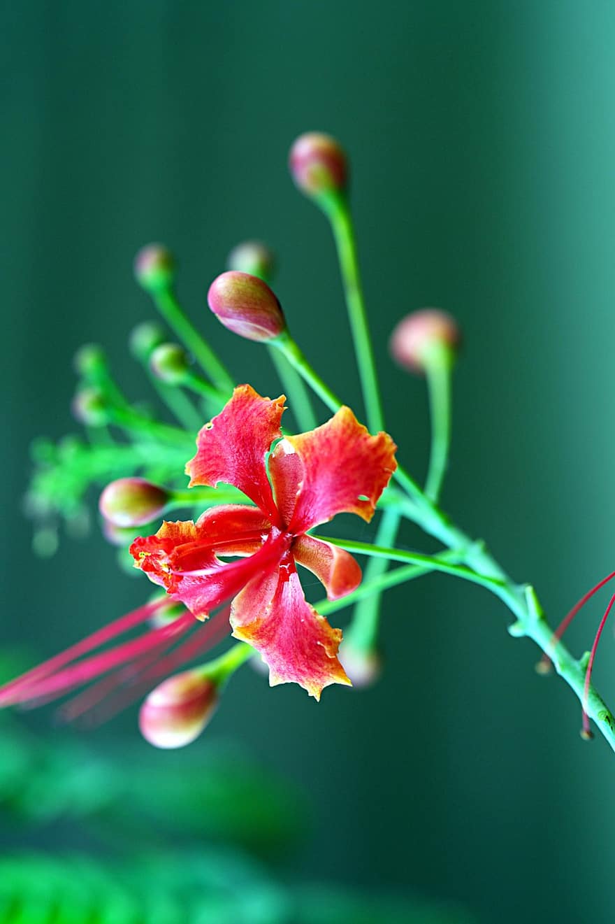 flor de pavo real, flor, flor roja, pétalos, pétalos rojos, floración, planta, flora