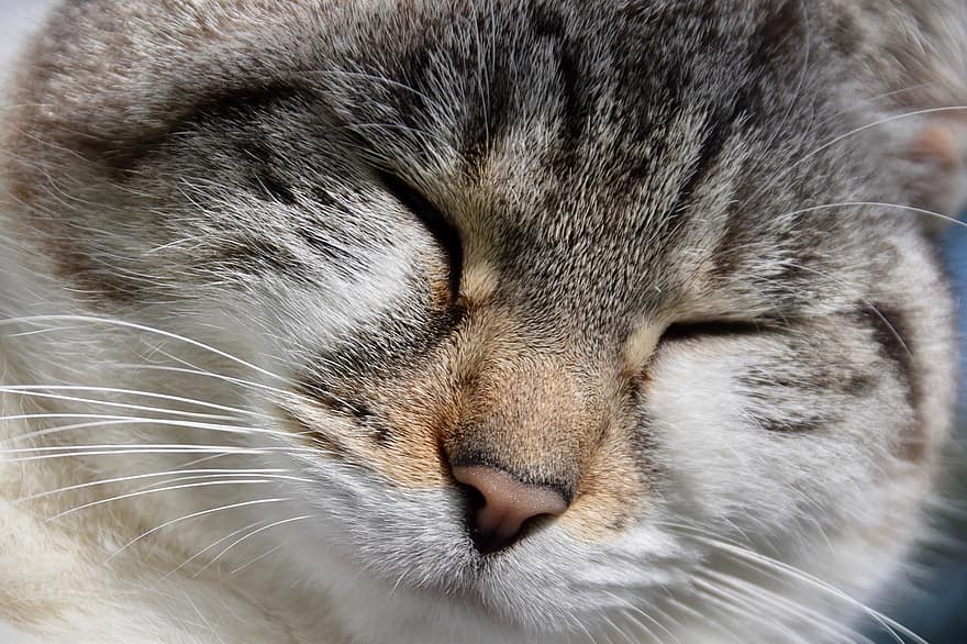 pisică, pisică fără stăpân, animal, Shorthair european, alley cat, strada pisica, tabby cat, pisica domestica, felin, mamifer, dormit