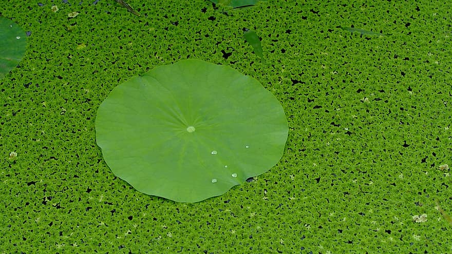 lotus, list, rybník, rostlina, okřehek, vodní rostliny, Příroda, zelená, letní, zelená barva, pozadí